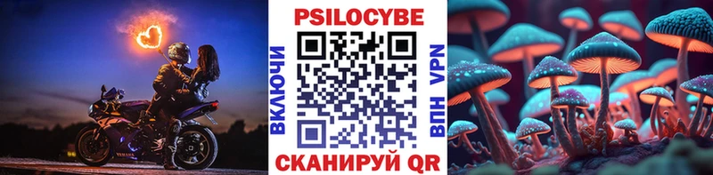 Купить  Кропоткин  Псилоцибиновые грибы Cubensis 
